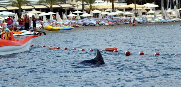 Marmaris'te köpekbalığı paniği!